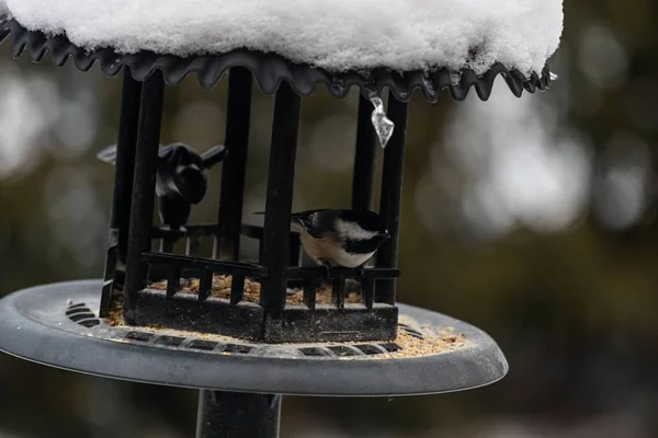 Groupe Beaux Moineaux Assis Dans Nichoir Métal Protégeant Neige — Photo