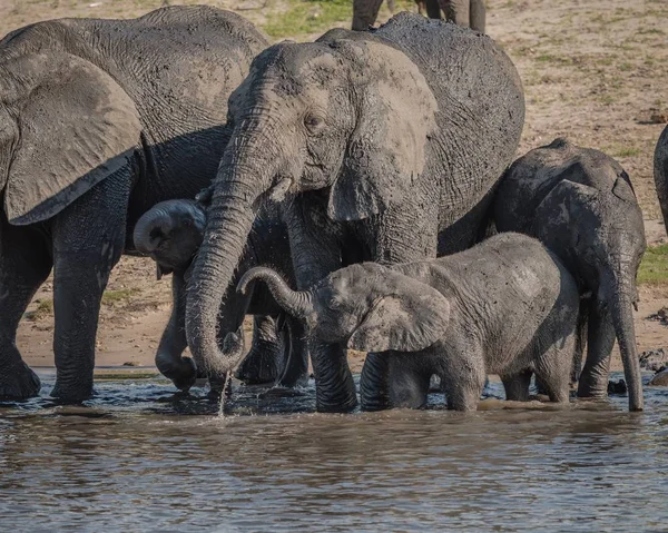 Grupo Elefantes Bebiendo Agua Cerca Del Lago Durante Día — Foto de Stock