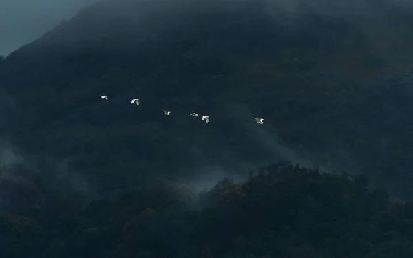 The egrets flying in the foggy mountains of Western Ghats, Kanyakumari district, India