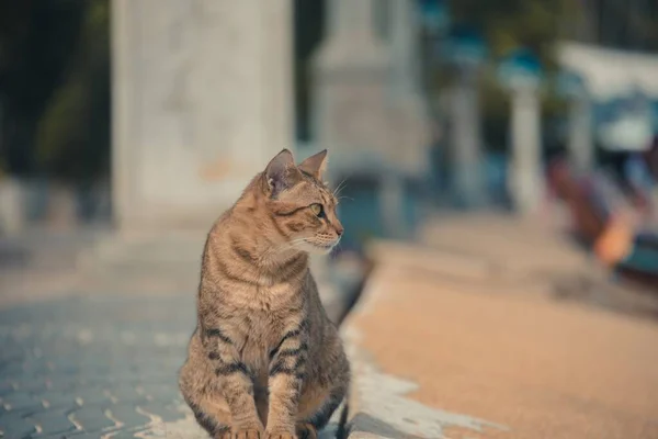 A selective focus shot of a cute cat looking away in the street