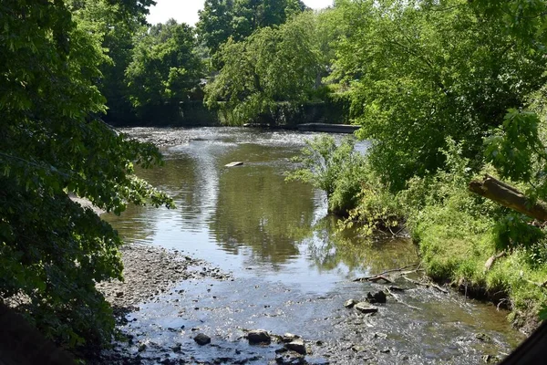 Een Rivier Omringd Door Bomen Struiken Onder Zonlicht Illinois — Stockfoto