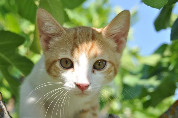 Eine Nahaufnahme Eines Niedlichen Kätzchens Mit Ausdrucksstarken Augen — Stockfoto