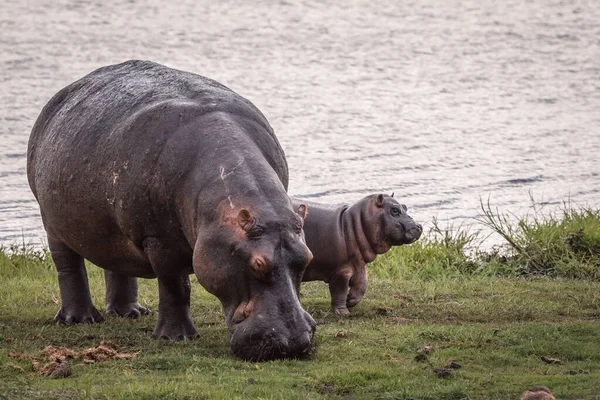 Ein Baby Und Eine Nashorn Mutter Tag Der Nähe Des — Stockfoto