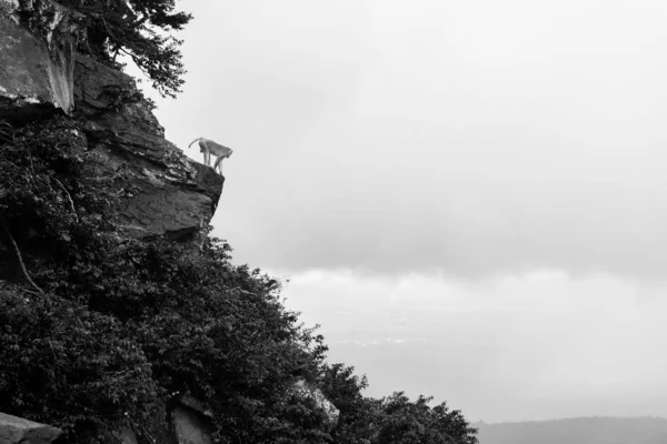 Een Prachtig Shot Van Een Steile Hoge Rotsachtige Groene Klif — Stockfoto
