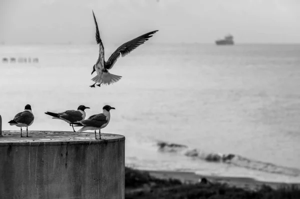 A flying gull with three gulls sitting on a column with the sea and boats on the background