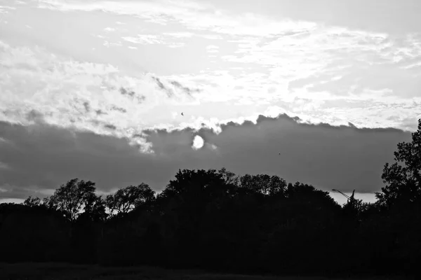 Greyscale Tree Silhouettes Cloudy Sky Sunlight — Stock Photo, Image