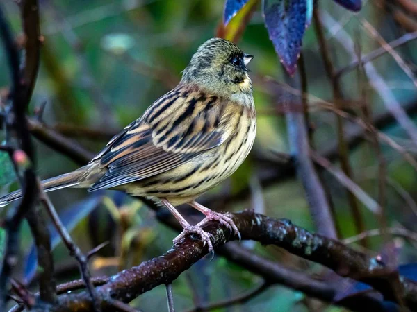 Eine Schöne Schwarzstirnammer Die Auf Einem Ast Ruht Der Ikumi — Stockfoto