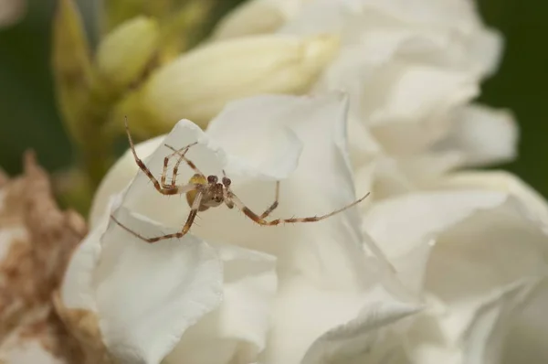 Selektive Fokusaufnahme einer kleinen Spinne, die auf dem weißen Blütenblatt einer Blume sitzt — Stockfoto