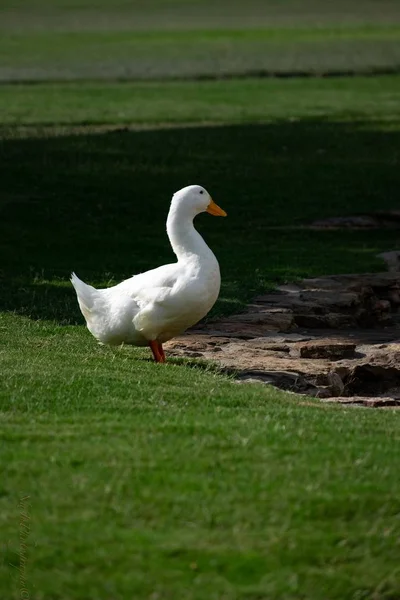 Scenery Cute White Pekin Duck Hanging Out Middle Park — Stock Photo, Image