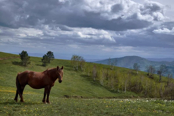 Симпатичная Лошадь Висящая Посреди Горного Пейзажа Ясным Небом — стоковое фото