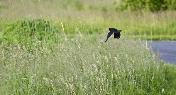 Ένα Μαύρο Πουλί Που Πετάει Πάνω Από Ένα Χωράφι Καλυμμένο — Φωτογραφία Αρχείου
