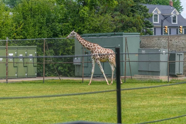 Eine Giraffe Die Einem Von Metallzäunen Und Grün Umgebenen Feld — Stockfoto