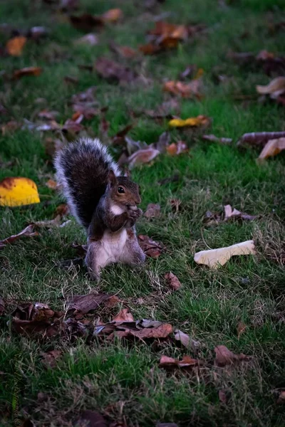 Una Toma Vertical Una Linda Ardilla Colgando Medio Del Parque — Foto de Stock