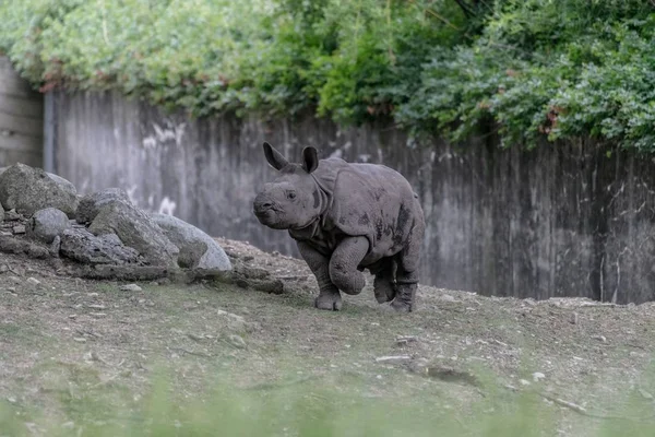 Rhinocéros Blanc Marchant Dans Champ Entouré Bois Verdure Sous Soleil — Photo