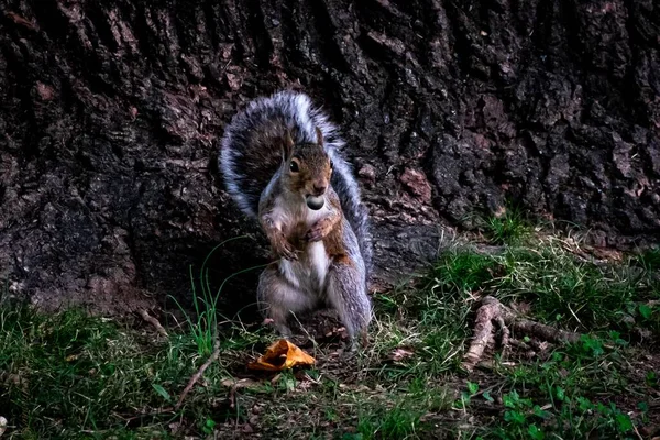 公園の真ん中に吊るされた可愛いリスの風景 — ストック写真