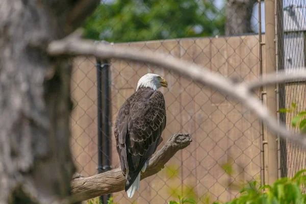 Águila Calva Con Pico Amarillo Sentada Una Rama Árbol Rodeada —  Fotos de Stock