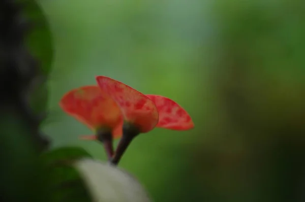 Closeup Red Euphorbia Millis Garden Surrounded Greenery Blurry Background — 스톡 사진