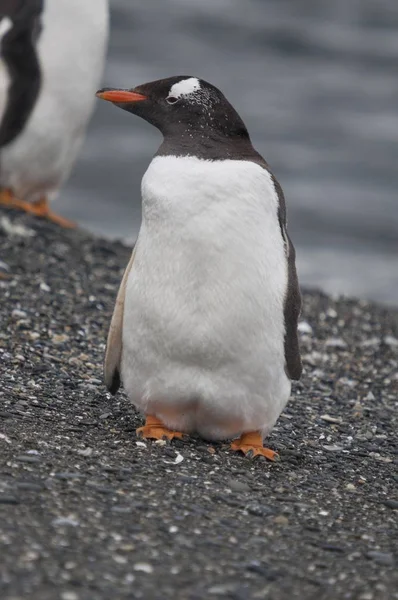 Eine Vertikale Aufnahme Eines Niedlichen Gentoo Pinguins Der Steinigen Ufer — Stockfoto