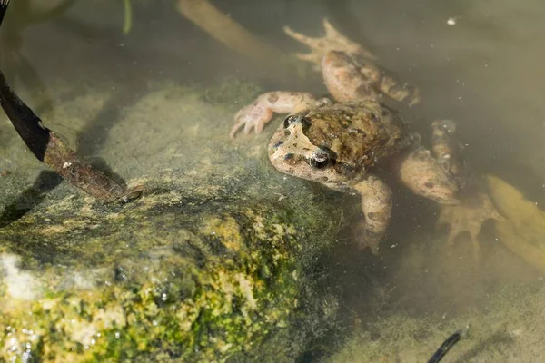 Ένας Μεσογειακός Βαμμένος Βάτραχος Discoglossus Pictus Μια Λίμνη Νερού Μια — Φωτογραφία Αρχείου