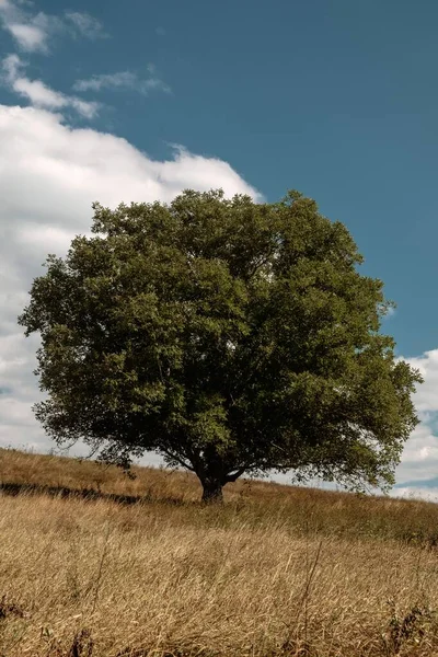 Вертикальный Снимок Зеленого Дерева Посреди Поля Время Падения — стоковое фото