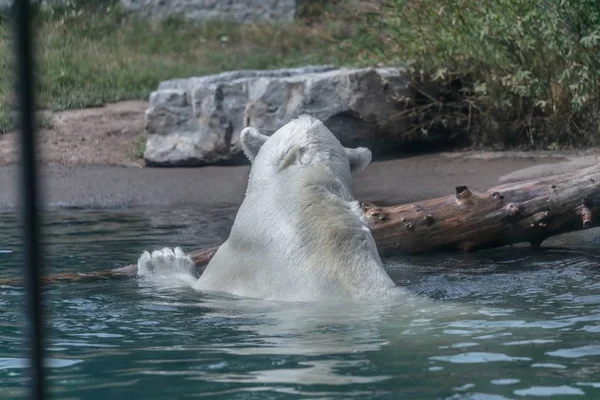 Urso Polar Água Cercado Por Vegetação Ramos Jardim Zoológico Sob — Fotografia de Stock