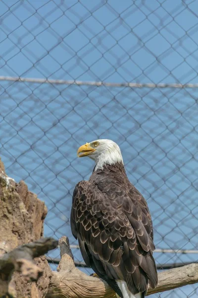 Águila Calva Sentada Una Rama Árbol Rodeada Cercas Eslabones Cadena — Foto de Stock