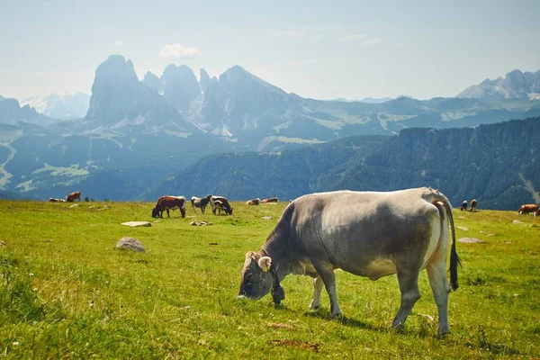 Uma Manada Vacas Comendo Grama Pasto Verde Cercado Por Altas — Fotografia de Stock