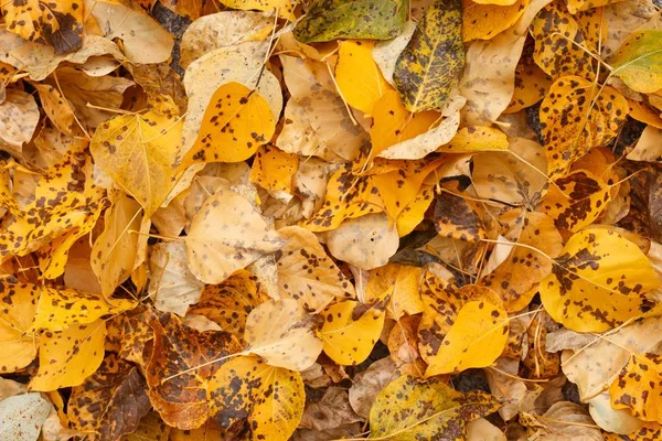 Uno Sfondo Fresco Foglie Autunnali Cadute Gialle Ottimo Carta Parati — Foto Stock