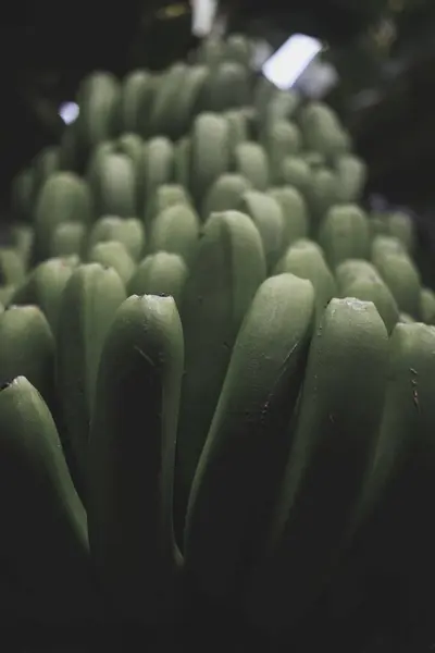 Eine Vertikale Selektive Fokusaufnahme Einer Grünen Pflanze Mitten Wald — Stockfoto