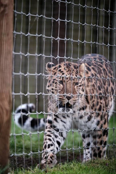 Vertical Closeup Shot Beautiful Leopard Standing Fencing — Stock Photo, Image