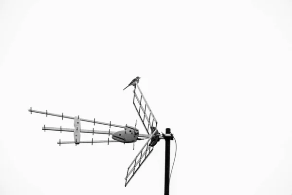 一只可爱的小鸟站在白色背景前的天线上 这是一张很酷的极简主义的照片 — 图库照片