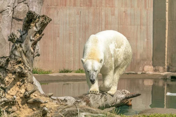 動物園の太陽の下で湖の近くの木の枝にホッキョクグマ — ストック写真