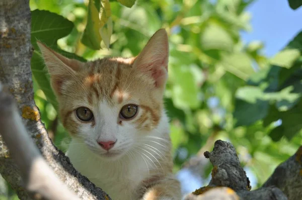 Gros Plan Mise Point Sélective Chaton Mignon Aux Yeux Expressifs — Photo