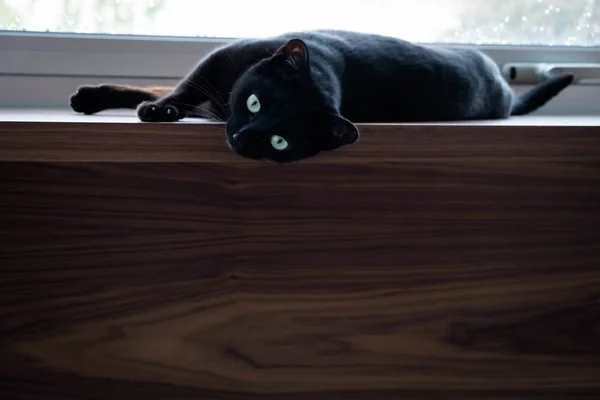 昼間は窓の近くに黒い猫が横たわっていた — ストック写真
