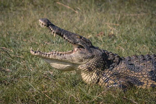 Een Amerikaanse Krokodil Met Een Open Mond Een Grasveld Overdag — Stockfoto