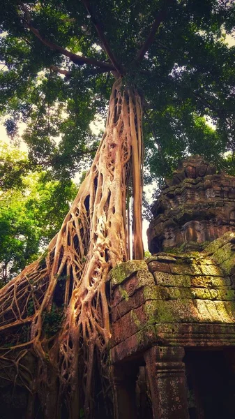 Vertical Shot Historic Abandoned Prohm Temple Krong Cambodia — Stock Photo, Image