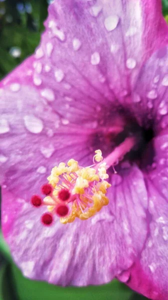 夏威夷芙蓉开花植物在花园中央的垂直特写照片 — 图库照片