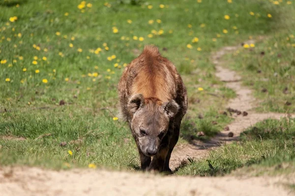 Wybiórcze Ujęcie Hieny Wchodzącej Wzgórze Holenderskim Zoo — Zdjęcie stockowe