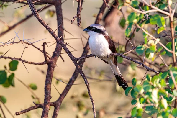 Primer Plano Pájaro Shrike Gris Menor Una Rama Árbol —  Fotos de Stock