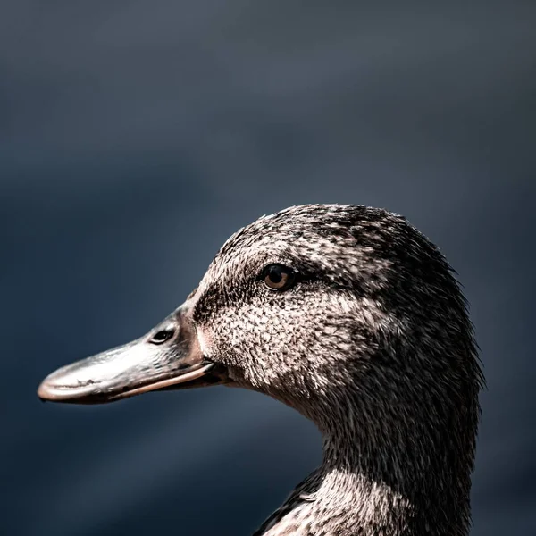 Nahaufnahme Einer Ente Mit Verschwommenem Hintergrund — Stockfoto
