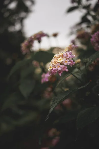 Vertical Shot Beautiful Pink Buddleja Flowering Plant Middle Forest — Stockfoto