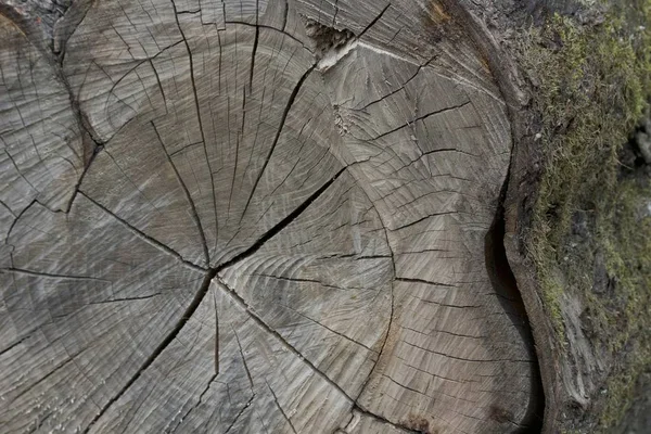 Vista de un árbol caído — Foto de Stock