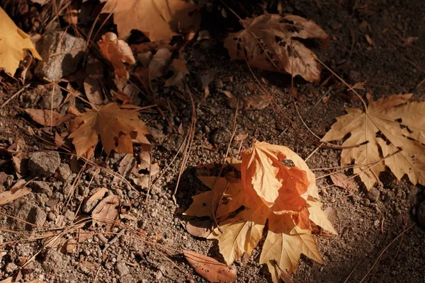 Lote de folhas de bordo seco caído no chão - ótimo para um papel de parede — Fotografia de Stock