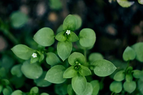 Bulanık arka planda küçük beyaz çiçekli bir bitkinin seçmeli odak çekimi — Stok fotoğraf