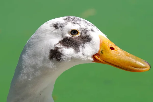 Closeup Side Profile Goose Long Beak Sunlight Blurry Background — ストック写真