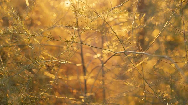 Vackra Tunna Grenarna Det Gyllene Solskenet — Stockfoto