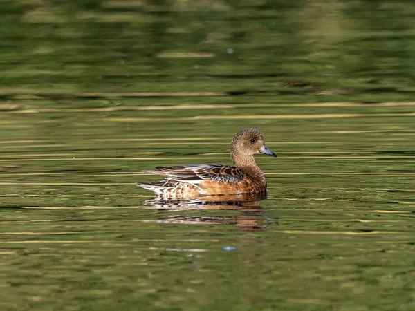 Eine Schöne Ente Die Einem See Izumi Wald Schwimmt Yamato — Stockfoto