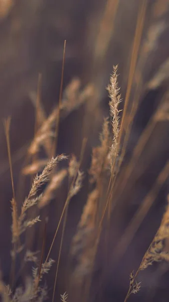 Pionowe ujęcie selektywne trawy suchej — Zdjęcie stockowe