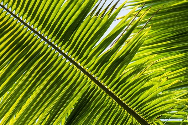 Saw palmetto levelek közelsége napfény alatt homályos háttérrel — Stock Fotó