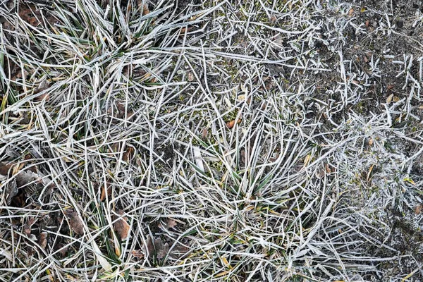 High angle shot of a land texture with dry grass growing in the soil — Stock Photo, Image